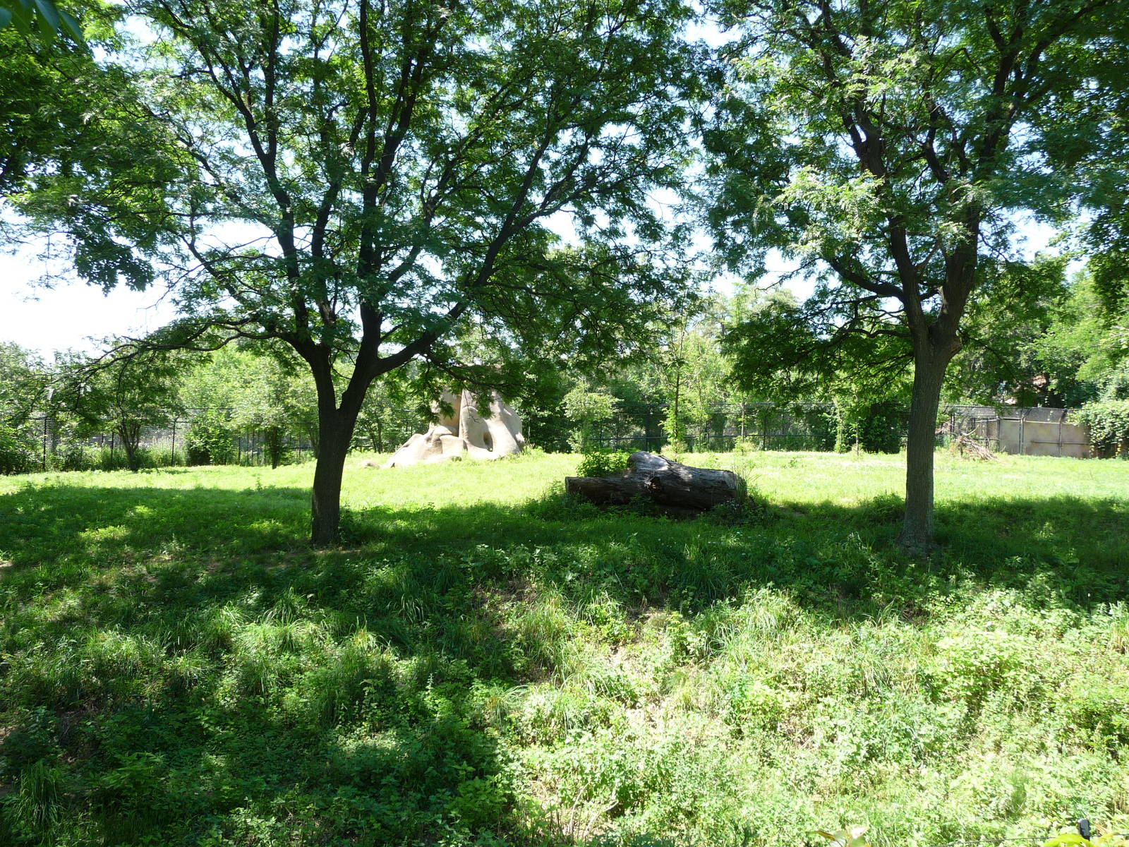 African Wild Dog Exhibit - Detroit Zoo