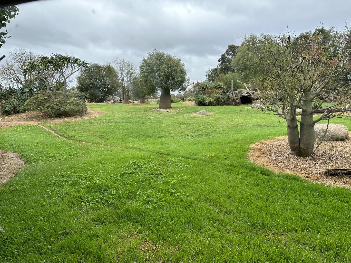 African Wild Dog Exhibit (Ground Level)