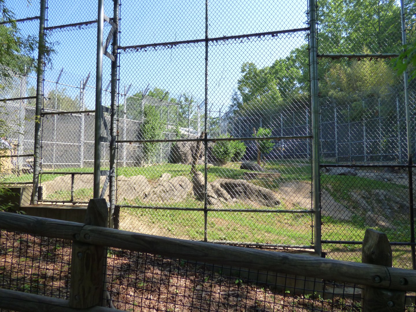 African Wild Dog Exhibit - May 2018