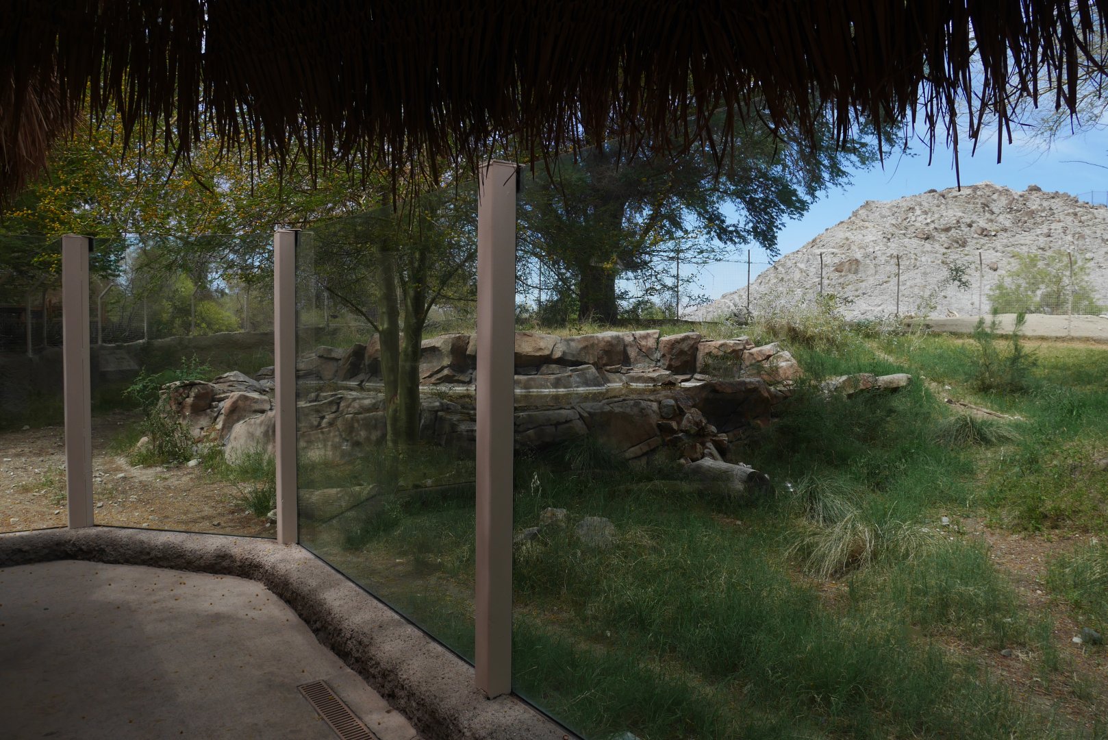 African Wild Dog Exhibit - My First US Zoo Trip