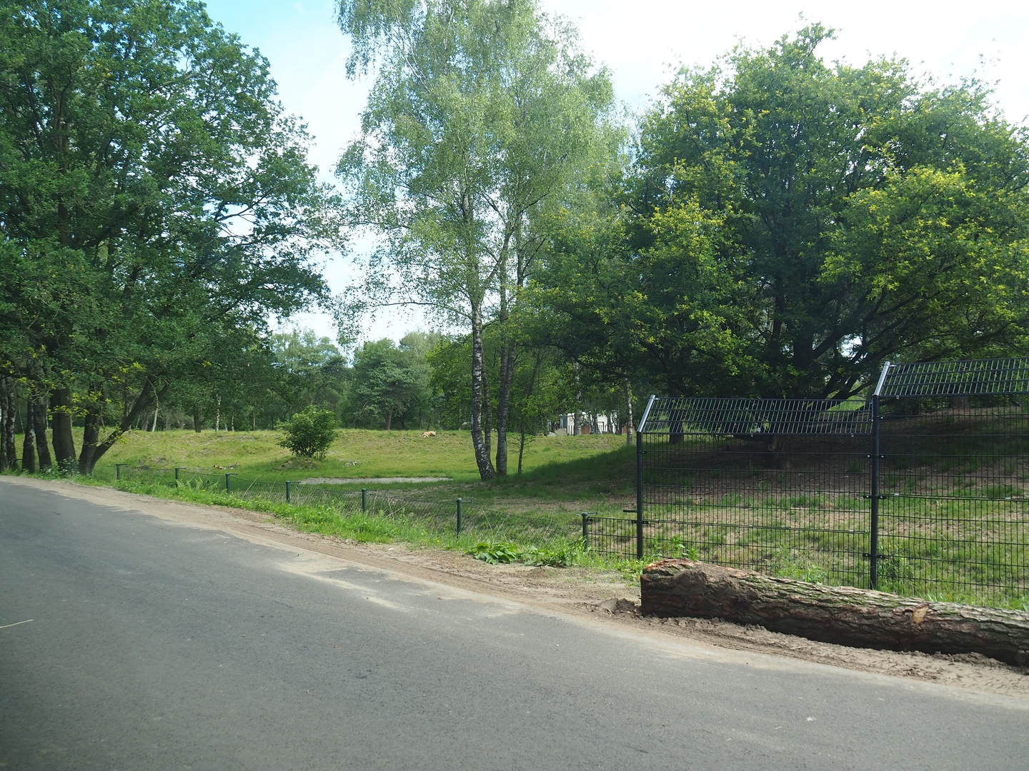 African wild dog exhibit seen from the car safari, 2022-06-12