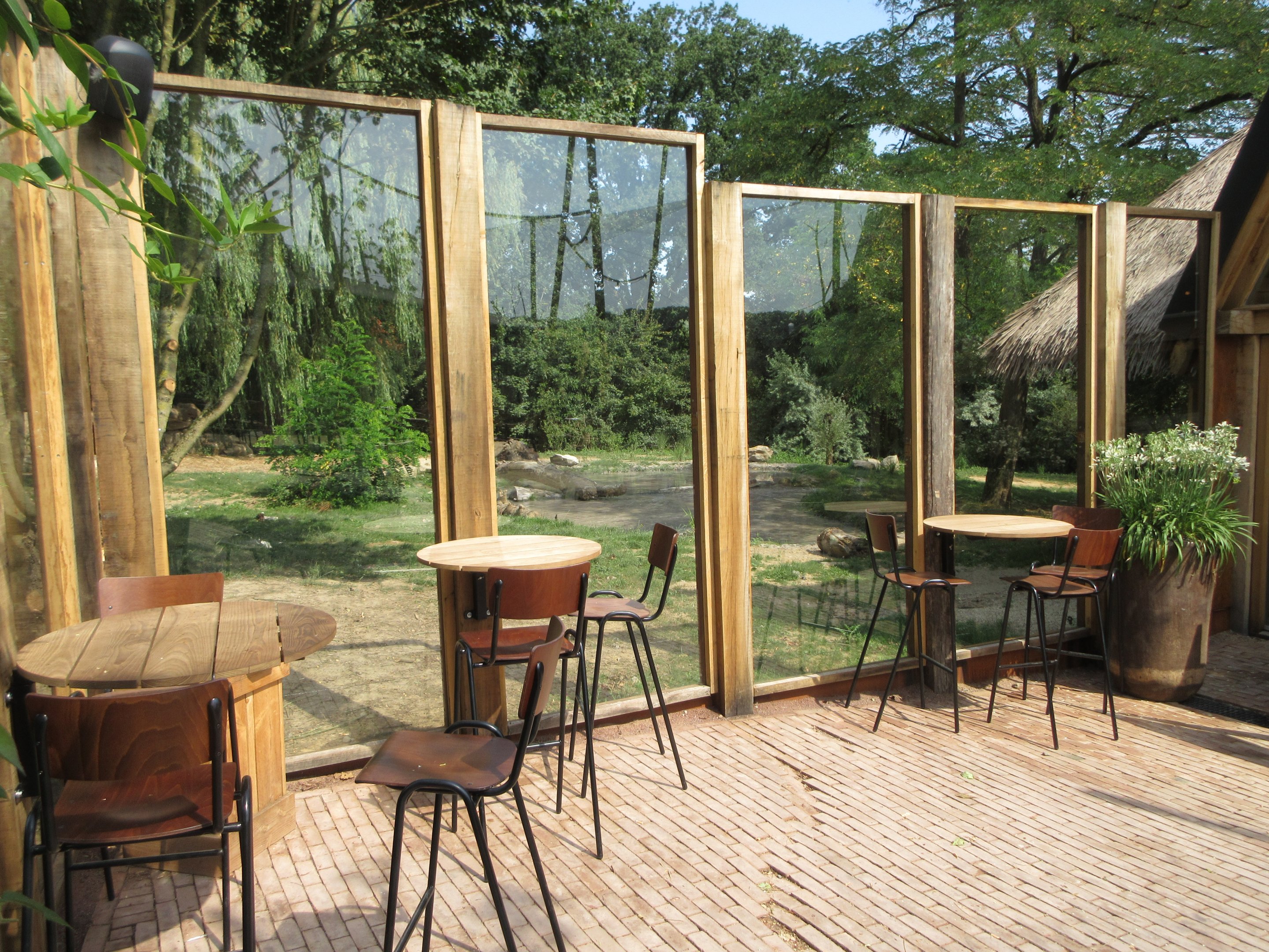 African Wild Dog Exhibit - via African Lodge area