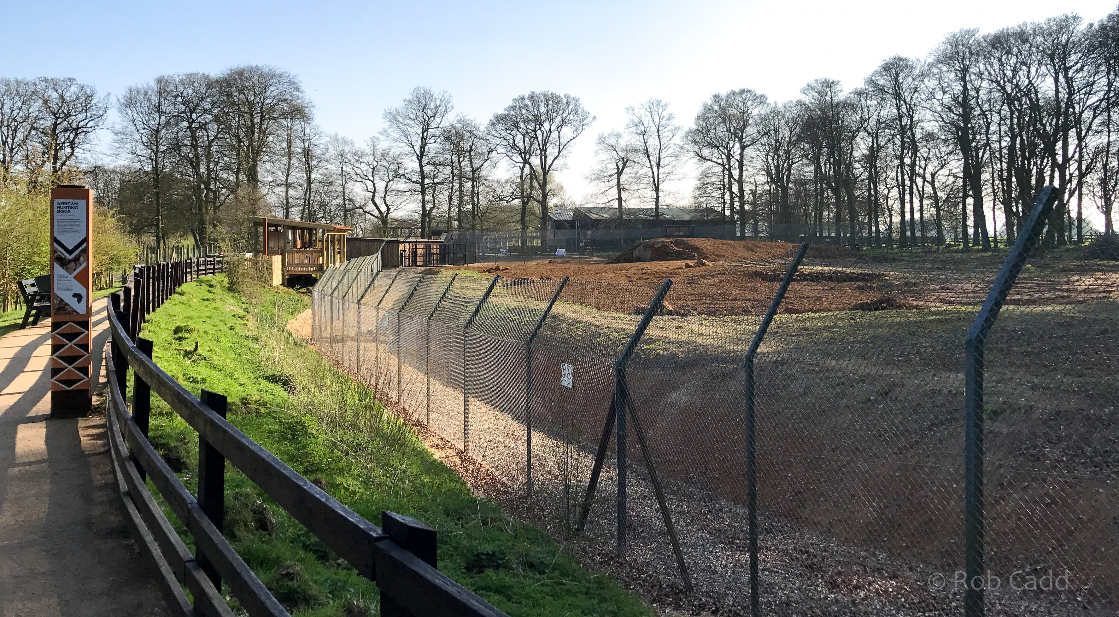 African wild dog (exhibit) : Whipsnade : 07 Apr 2017