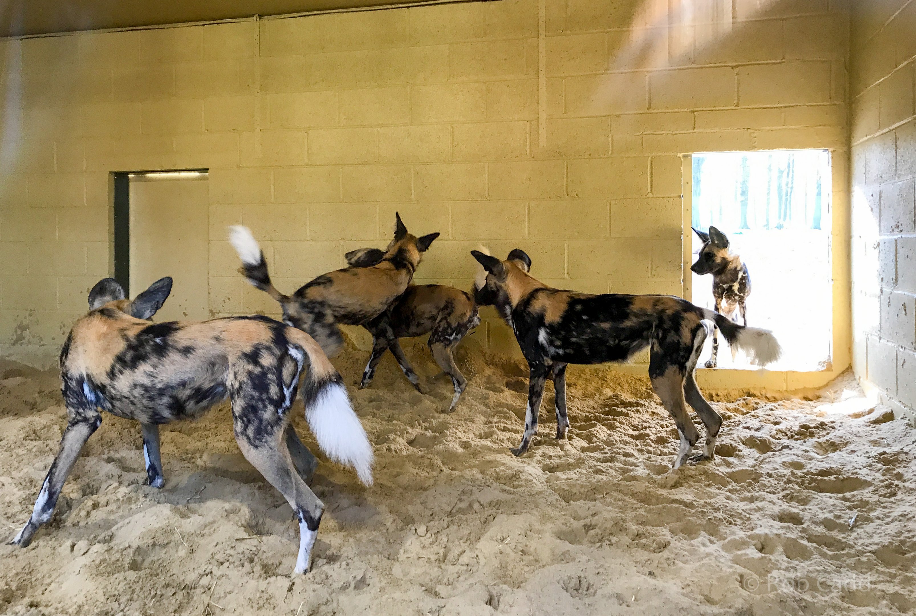 African wild dog (exhibit) : Whipsnade : 07 Apr 2017
