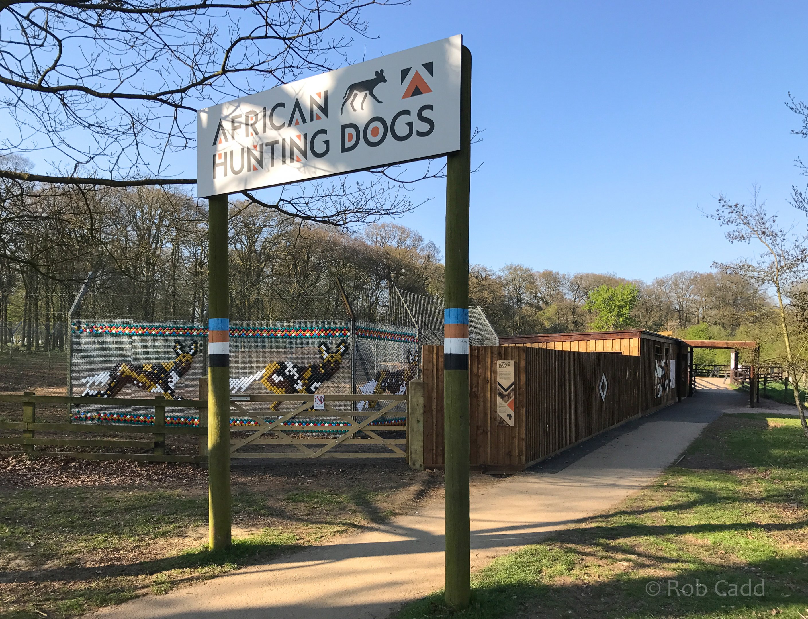 African wild dog (exhibit) : Whipsnade : 07 Apr 2017