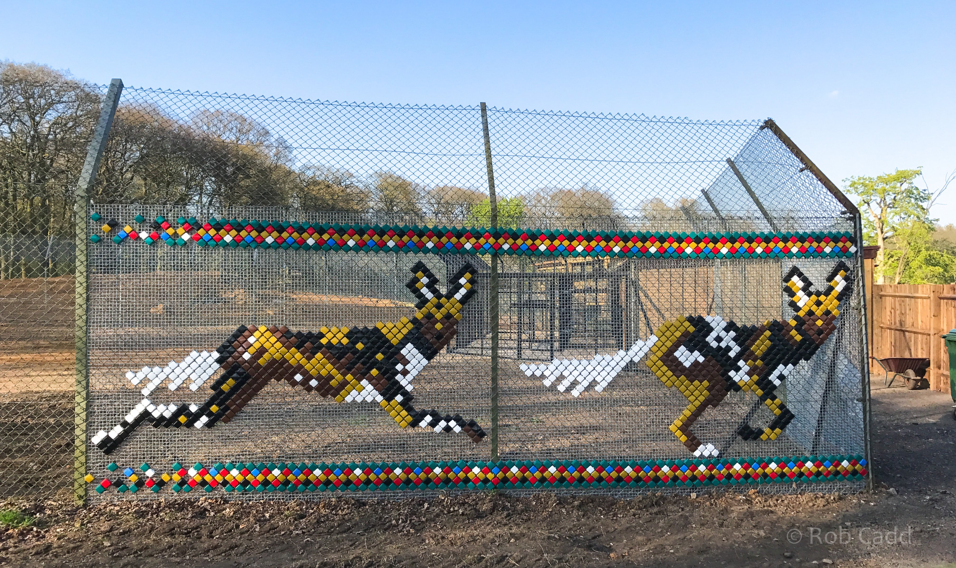 African wild dog (exhibit) : Whipsnade : 07 Apr 2017