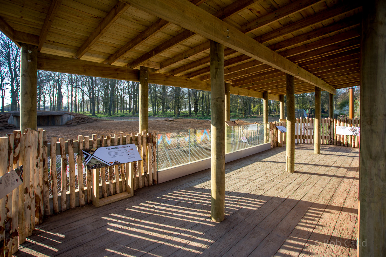 African wild dog (exhibit) : Whipsnade : 07 Apr 2017