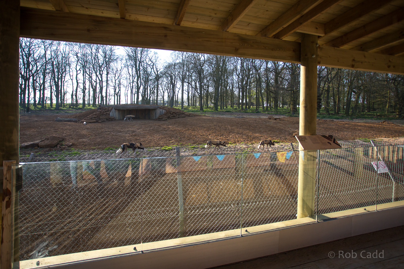 African wild dog (exhibit) : Whipsnade : 07 Apr 2017