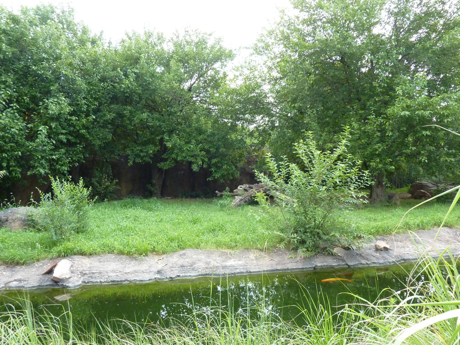 African Wild Dog Exhibit