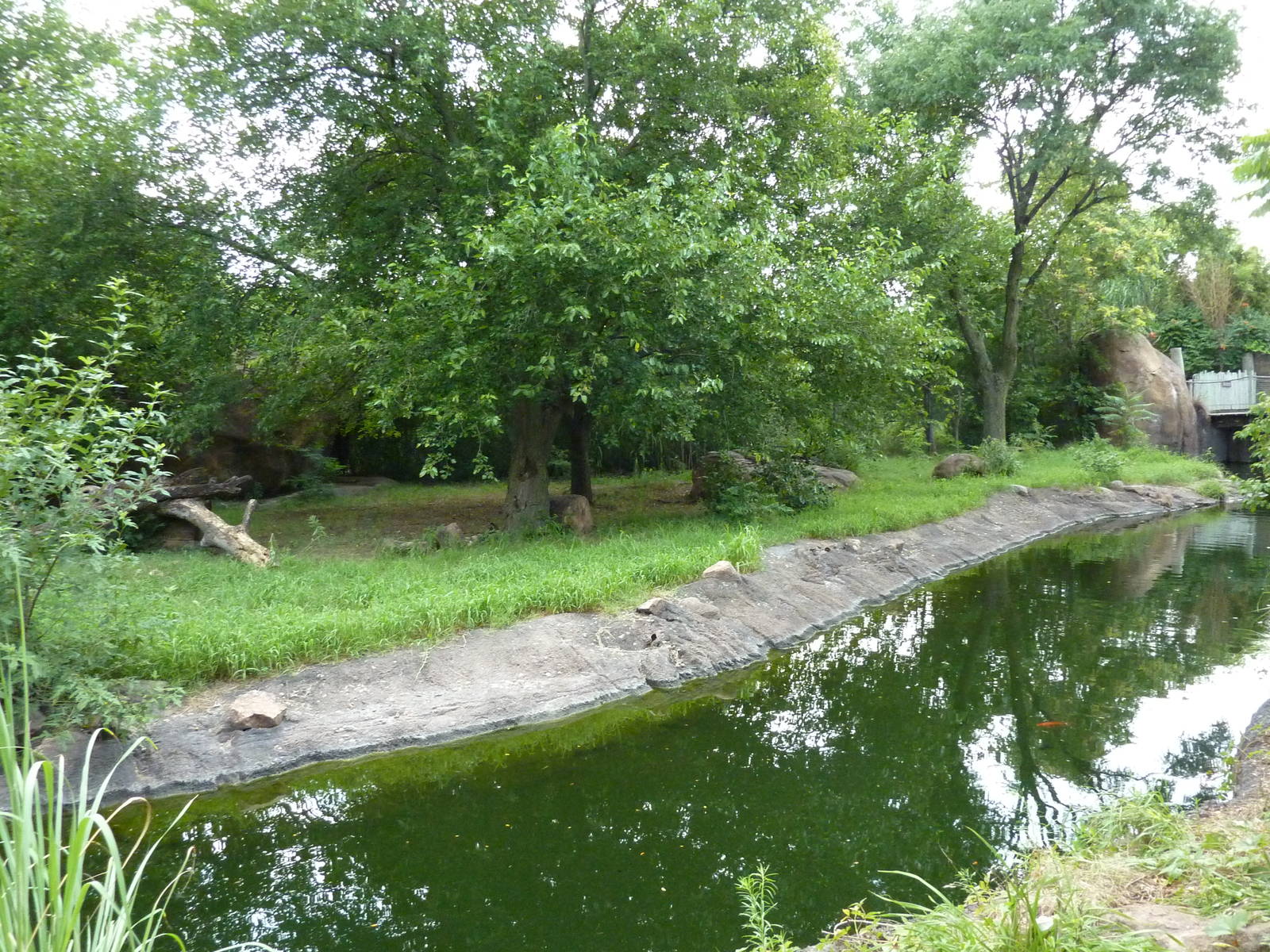 African Wild Dog Exhibit