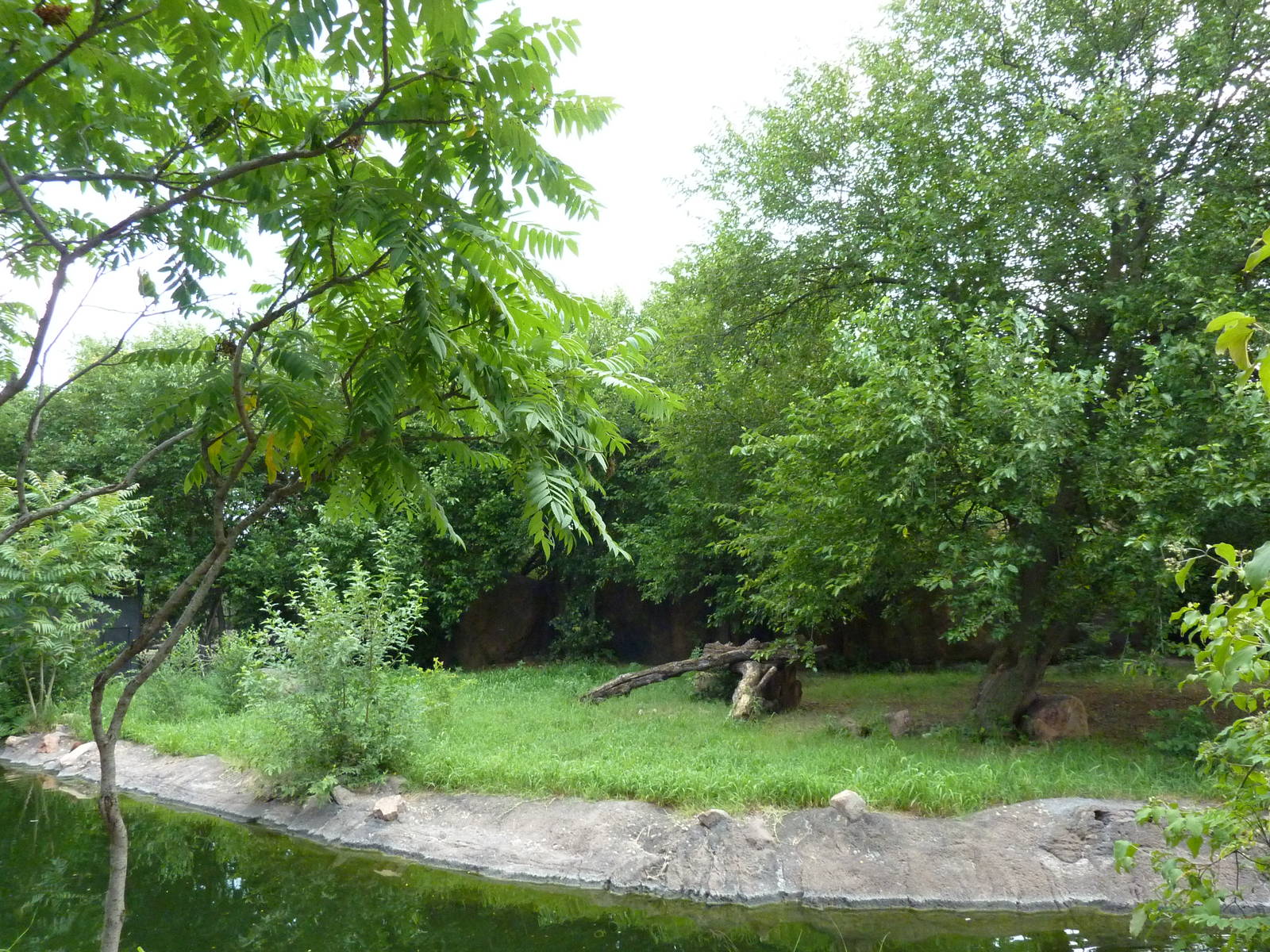 African Wild Dog Exhibit