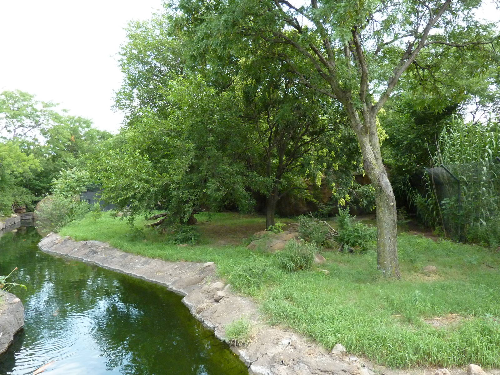 African Wild Dog Exhibit