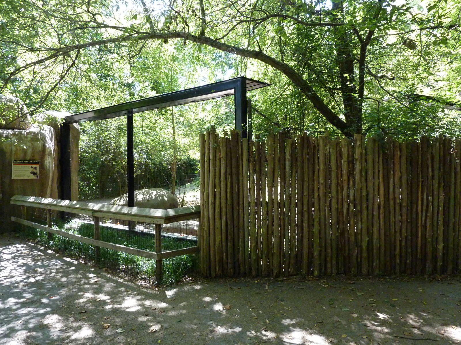 African Wild Dog Exhibit