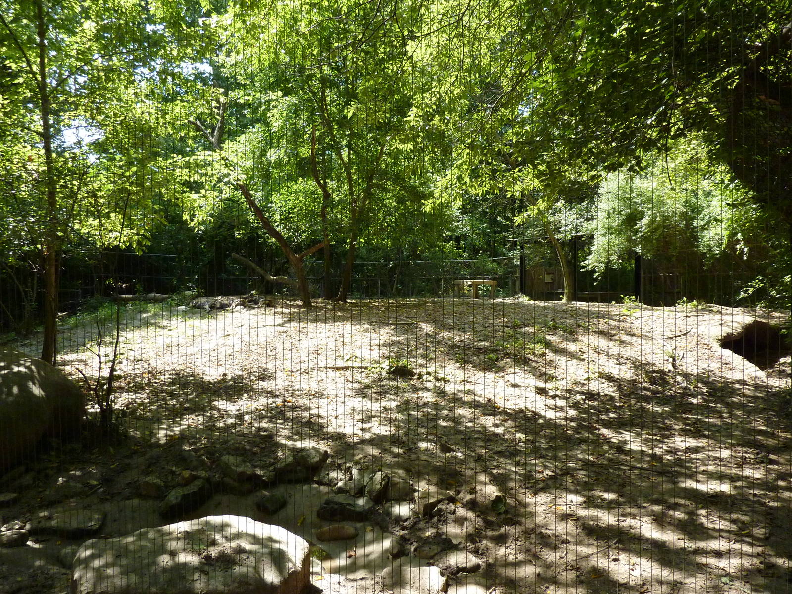 African Wild Dog Exhibit