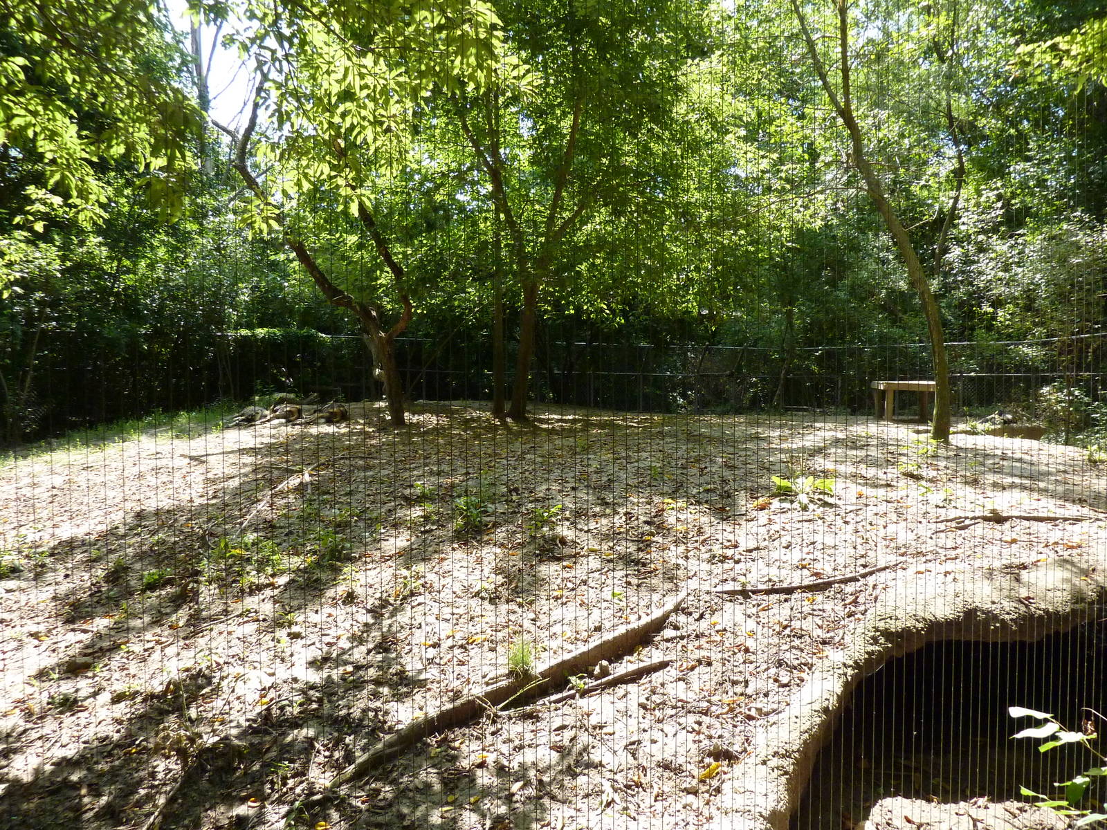 African Wild Dog Exhibit