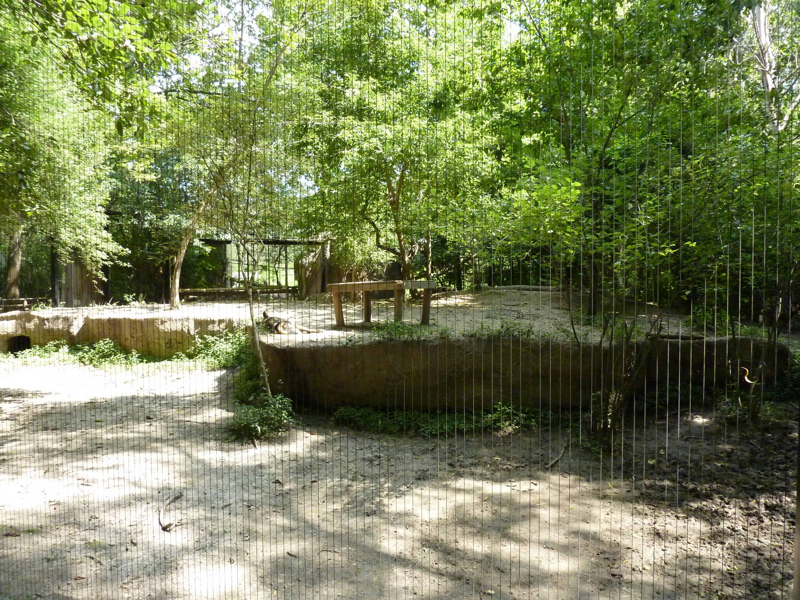 African Wild Dog Exhibit