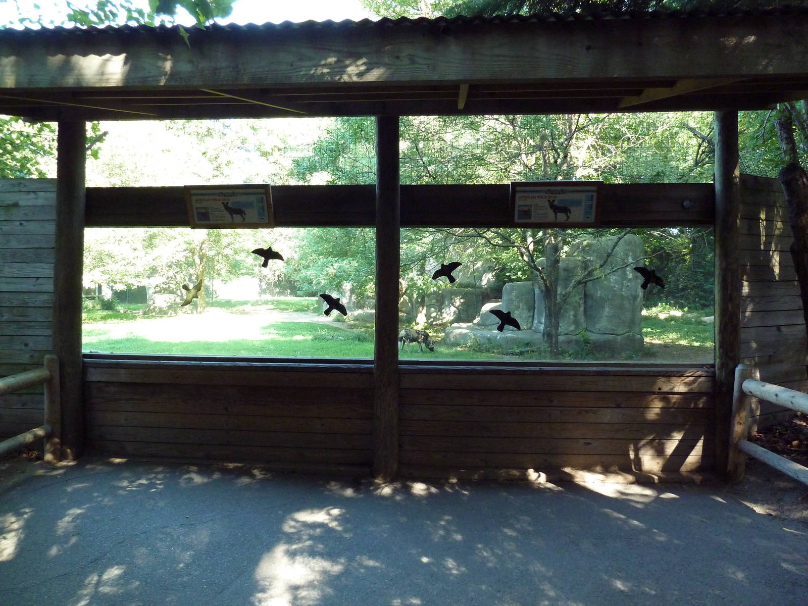 African Wild Dog Exhibit