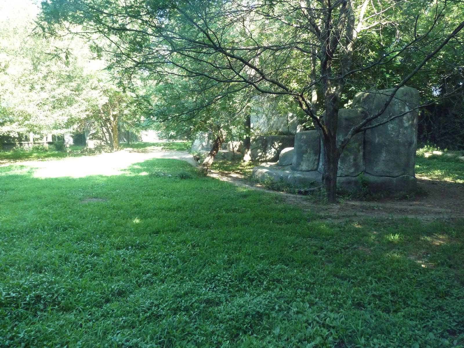 African Wild Dog Exhibit