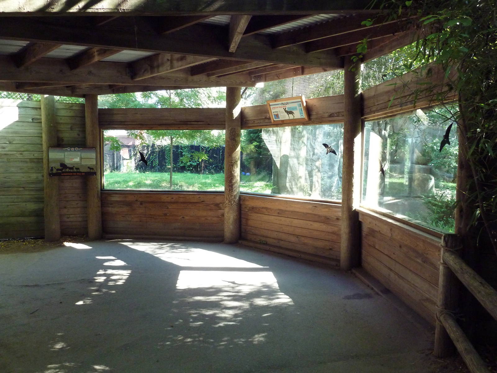 African Wild Dog Exhibit