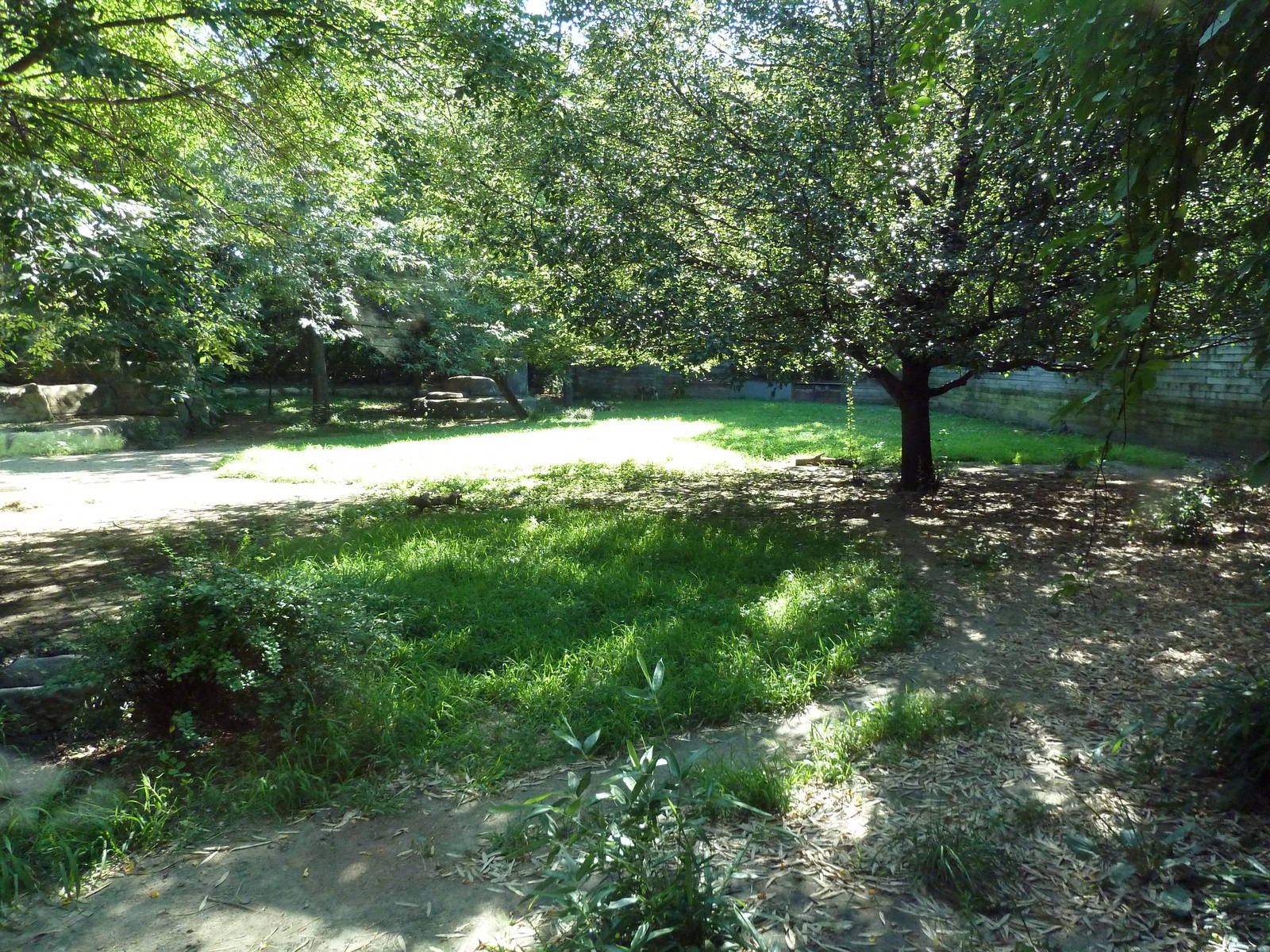 African Wild Dog Exhibit