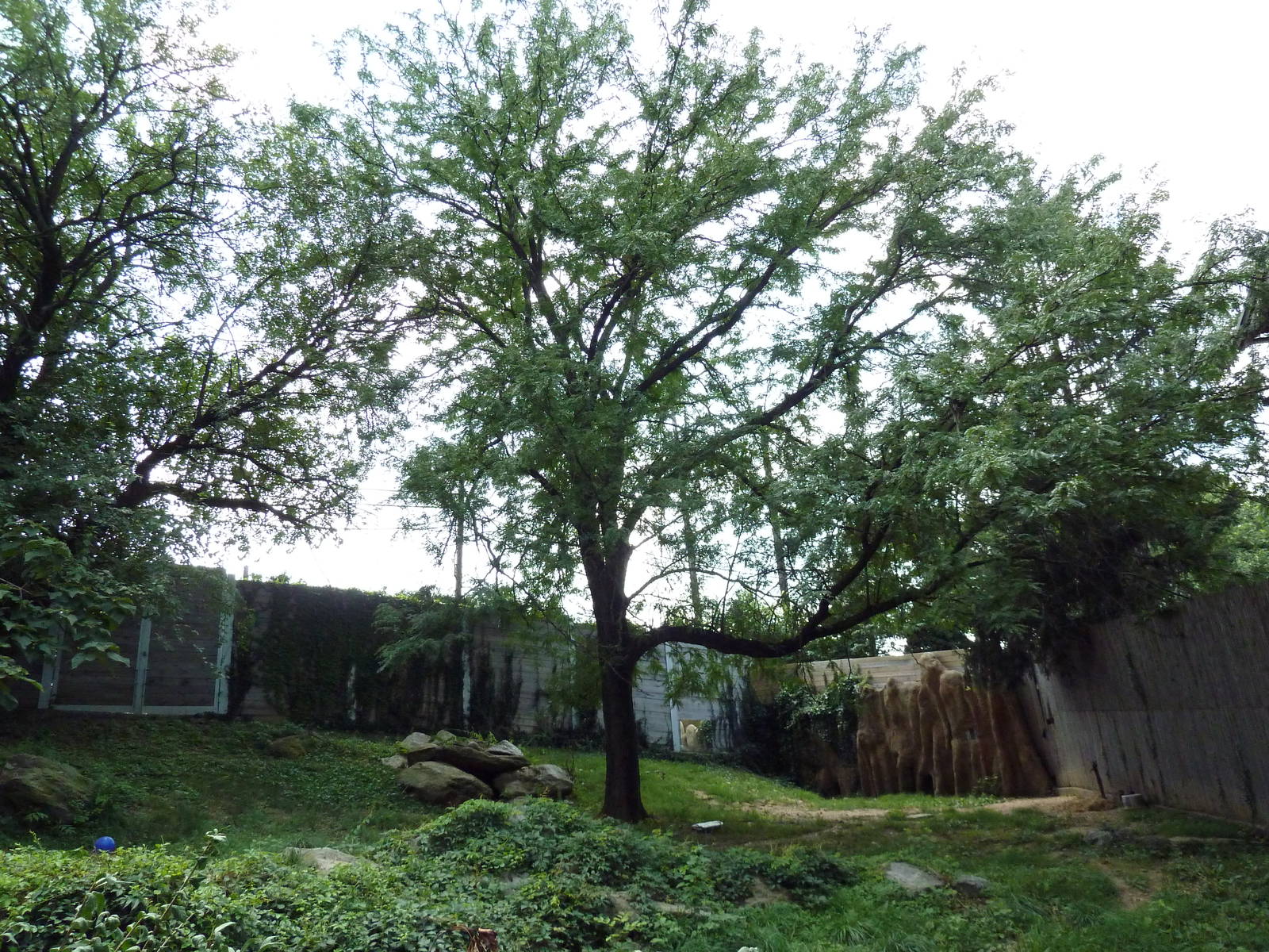 African Wild Dog Exhibit