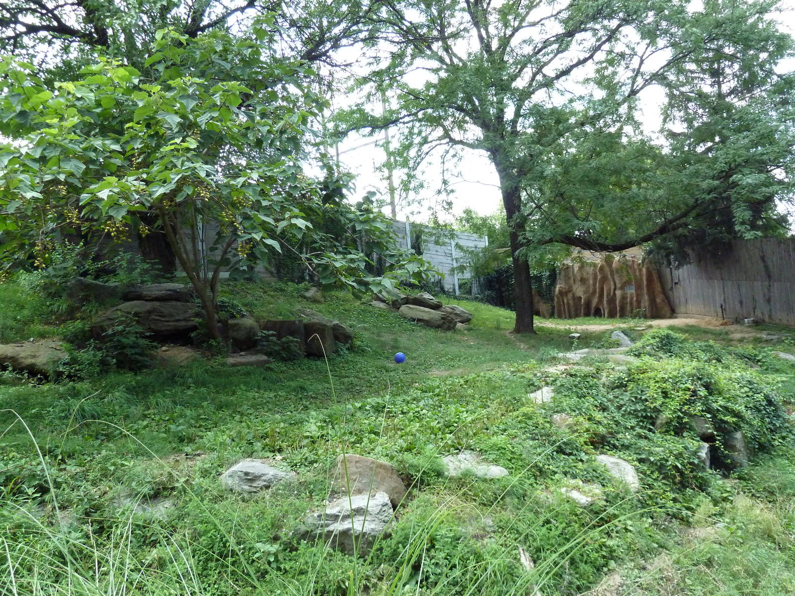 African Wild Dog Exhibit