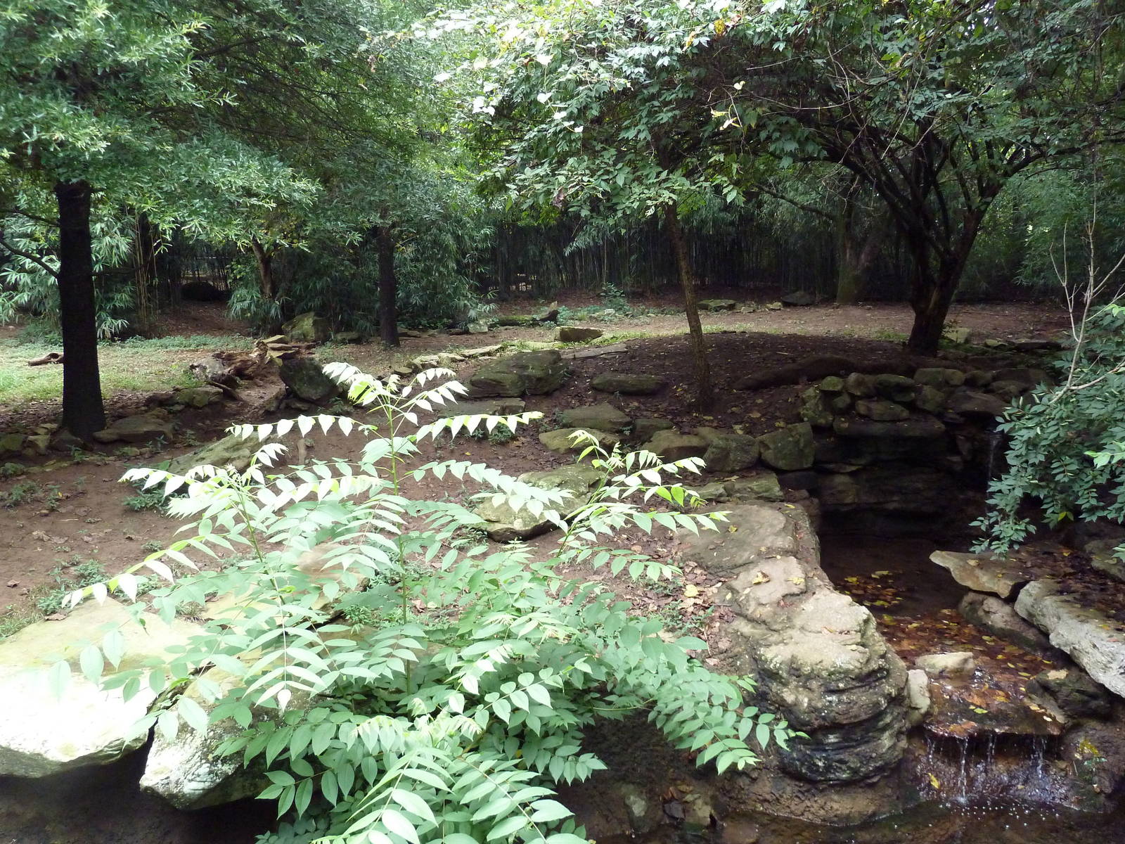 African Wild Dog Exhibit