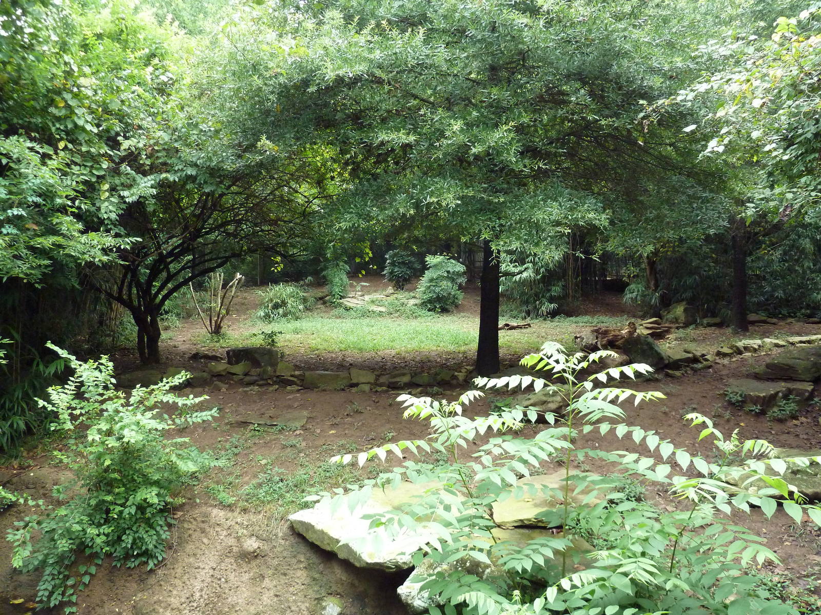 African Wild Dog Exhibit