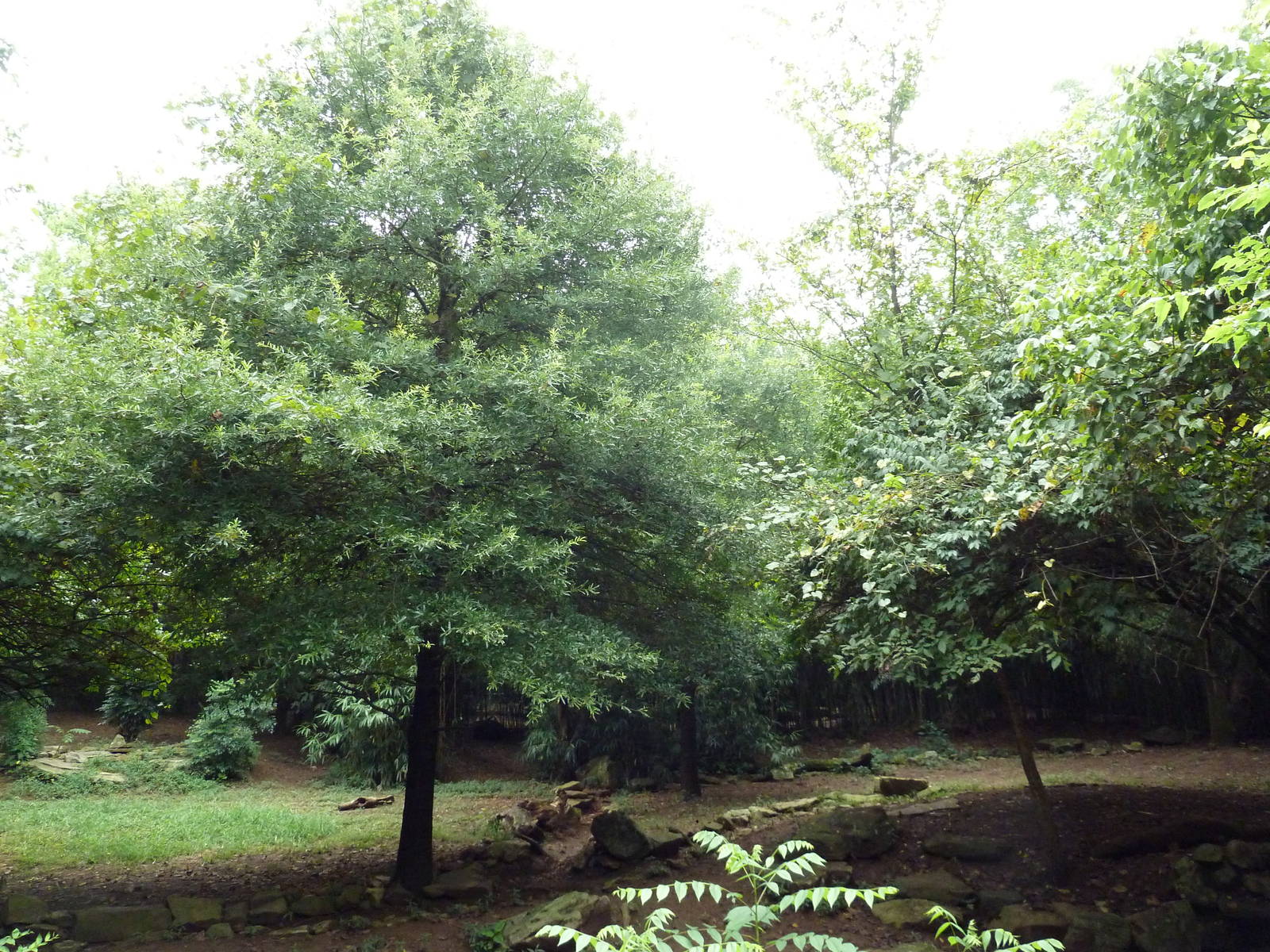 African Wild Dog Exhibit