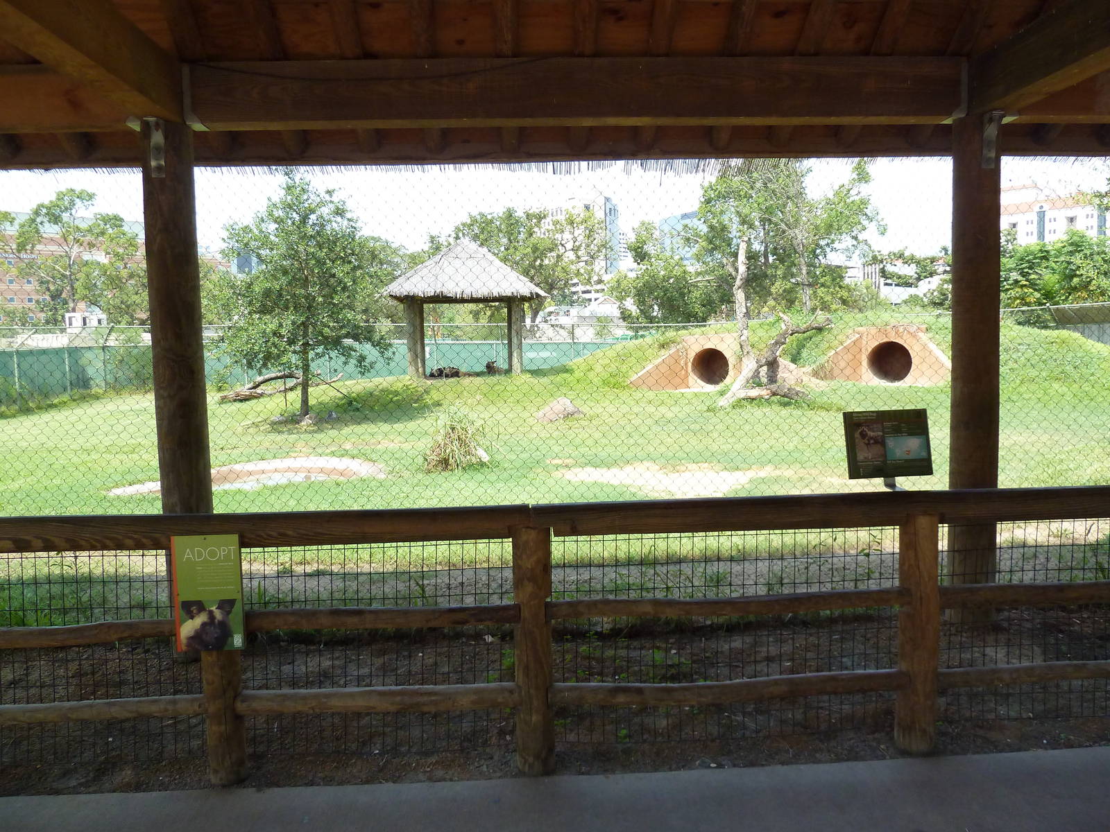 African Wild Dog Exhibit