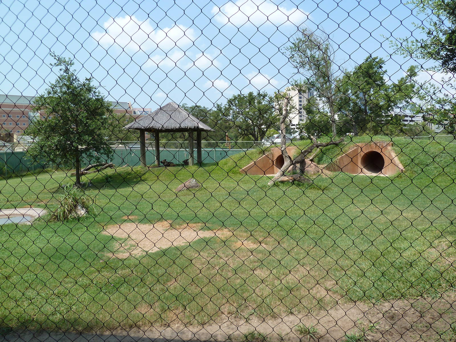 African Wild Dog Exhibit