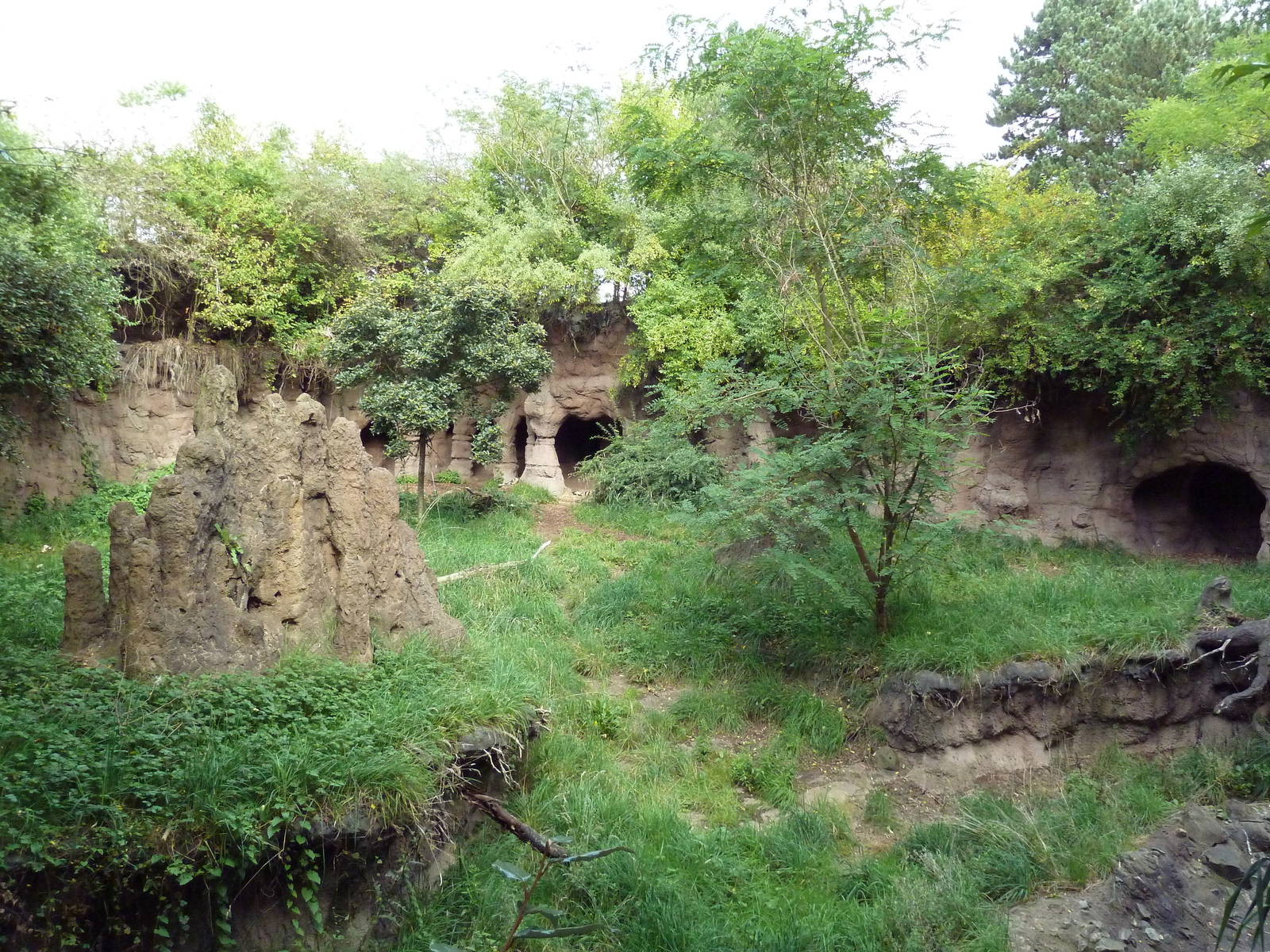 African Wild Dog Exhibit