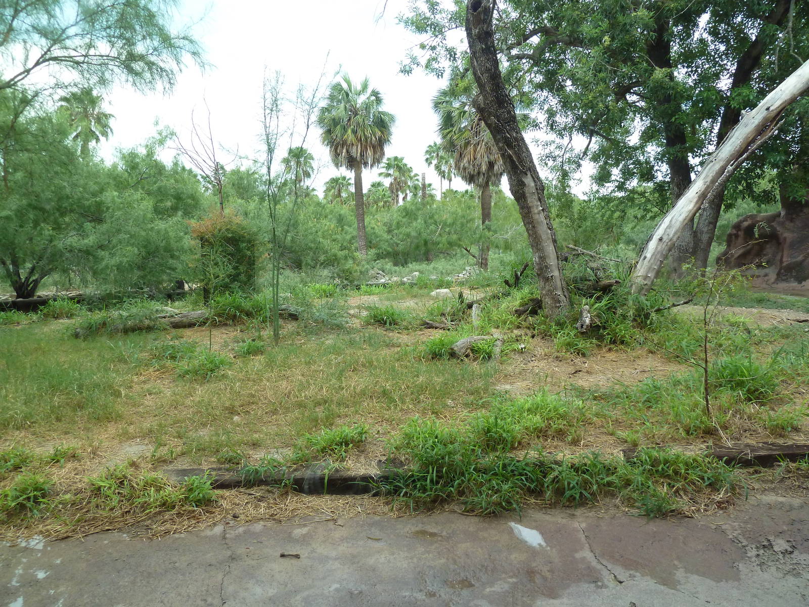 African Wild Dog Exhibit