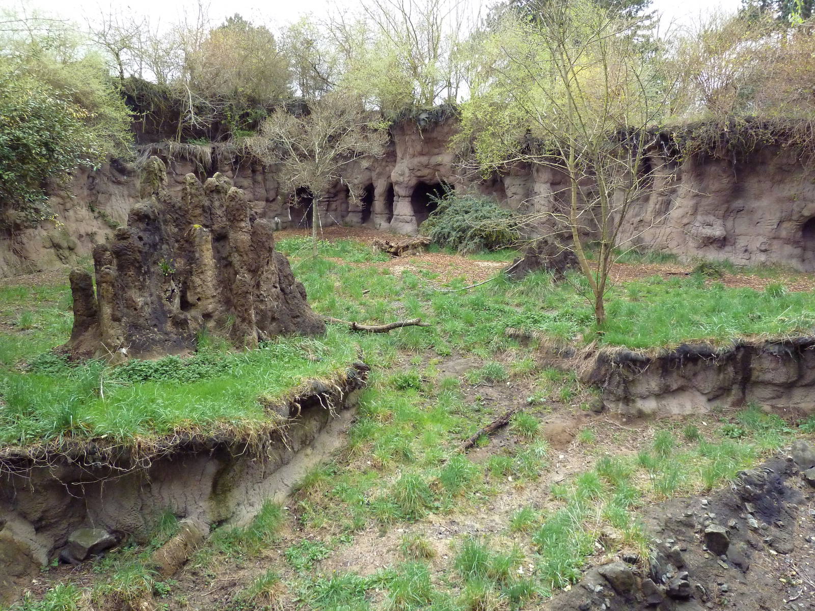 African Wild Dog Exhibit