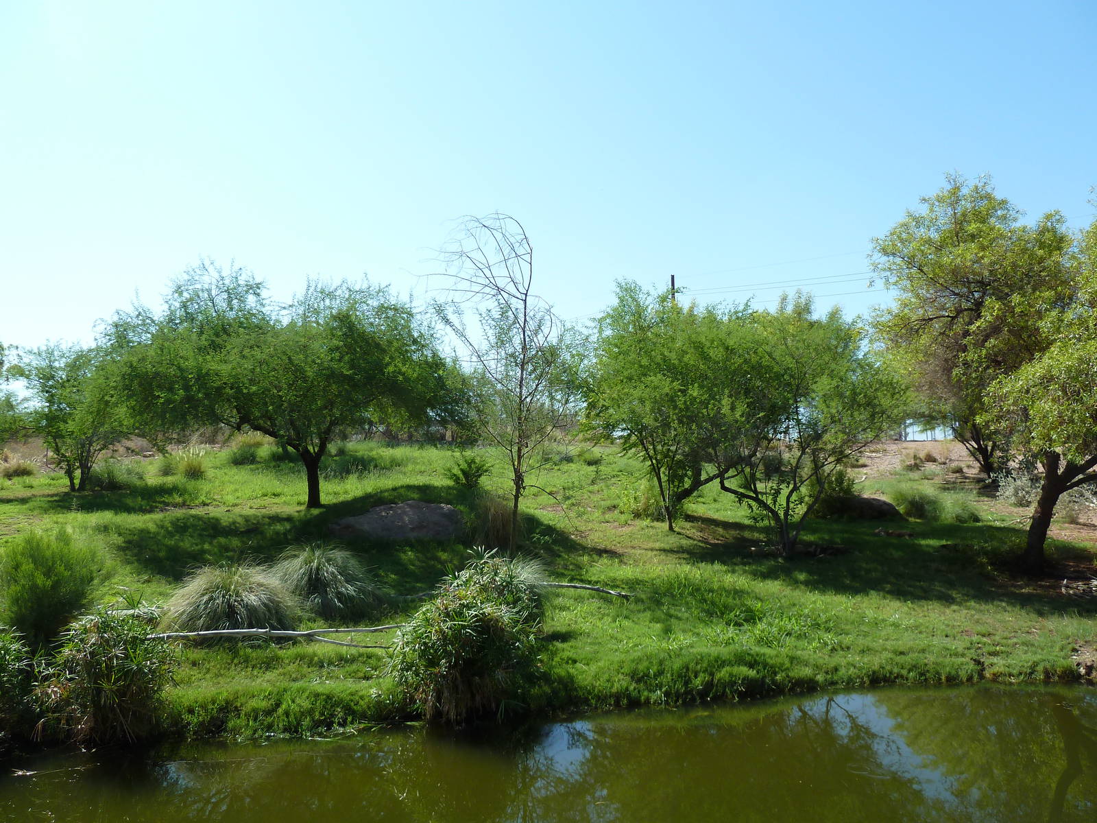 African Wild Dog Exhibit