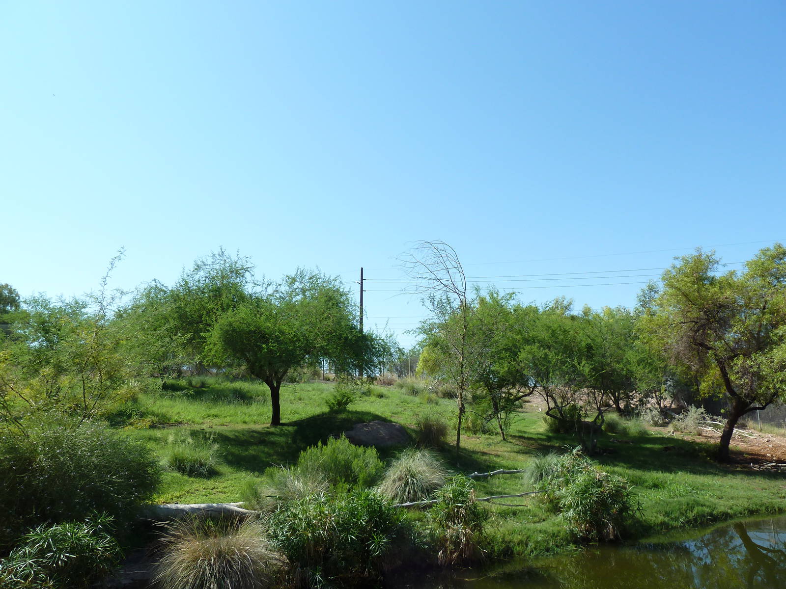African Wild Dog Exhibit