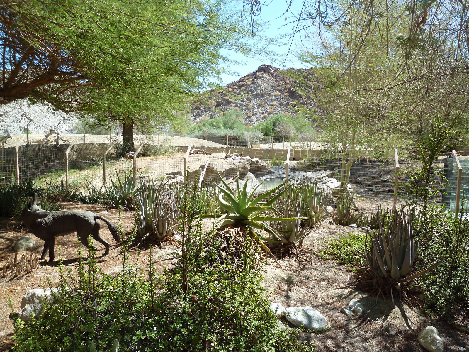 African Wild Dog Exhibit