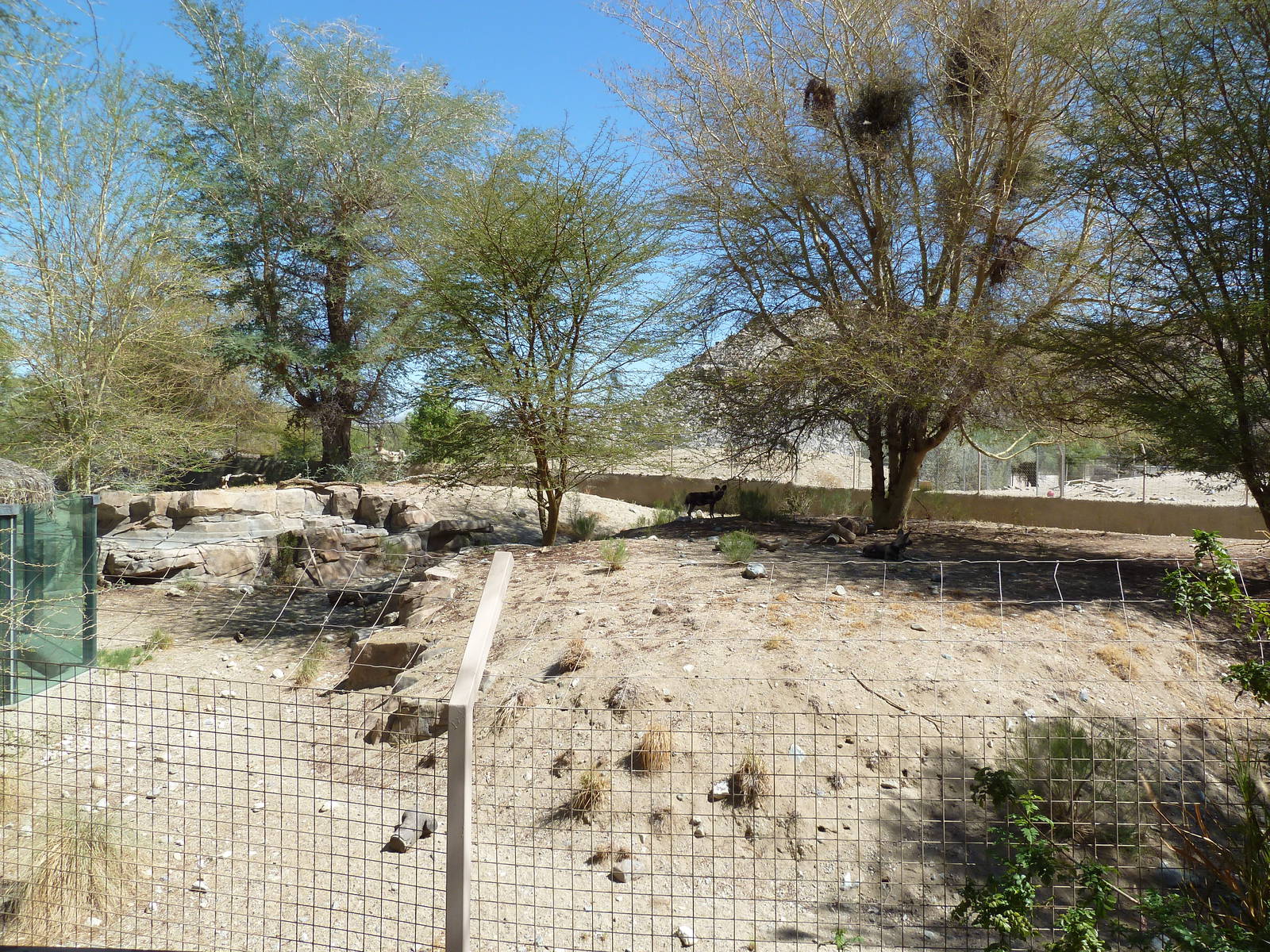 African Wild Dog Exhibit