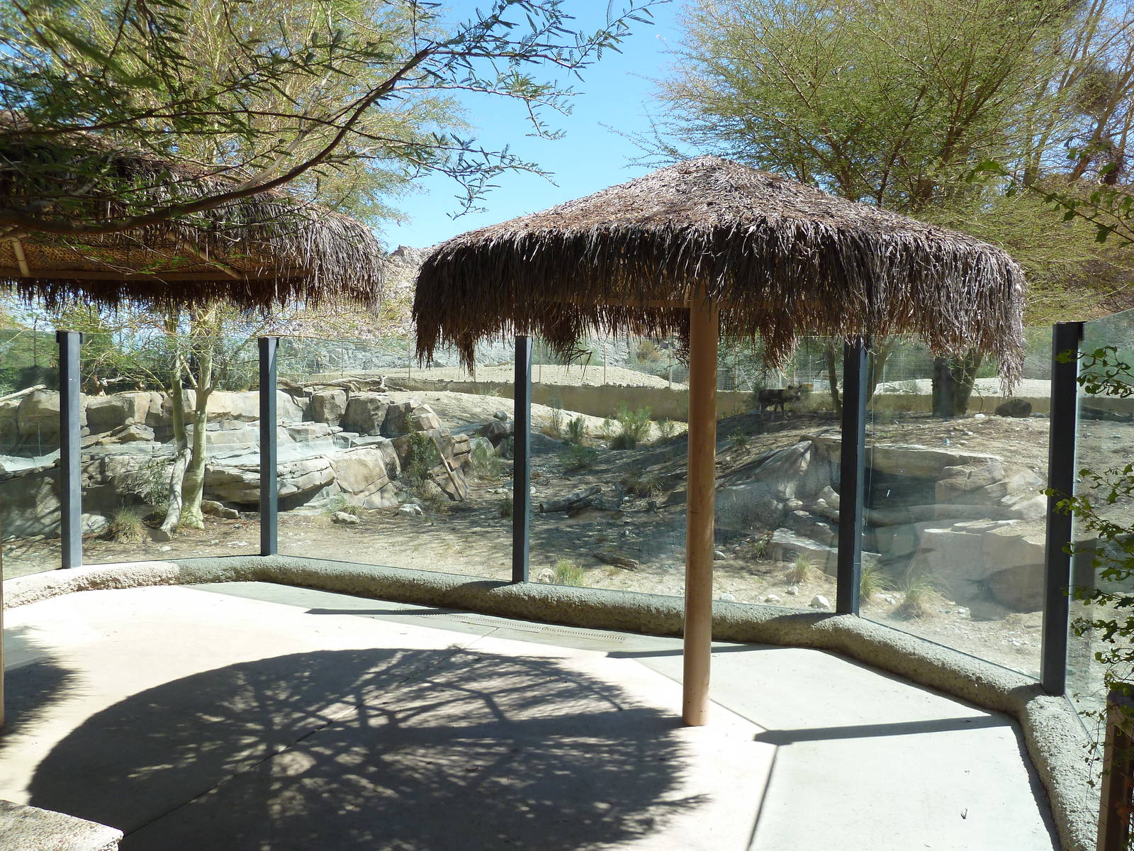 African Wild Dog Exhibit