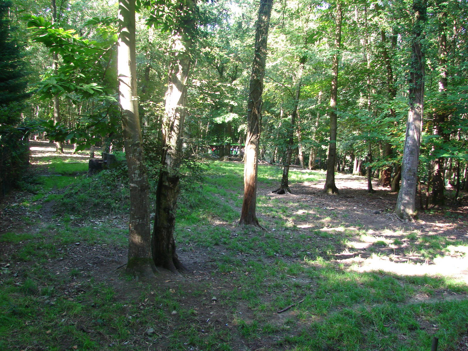 African wild dog exhibit