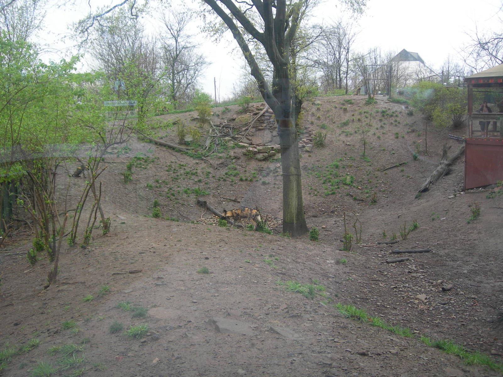African Wild Dog Exhibit