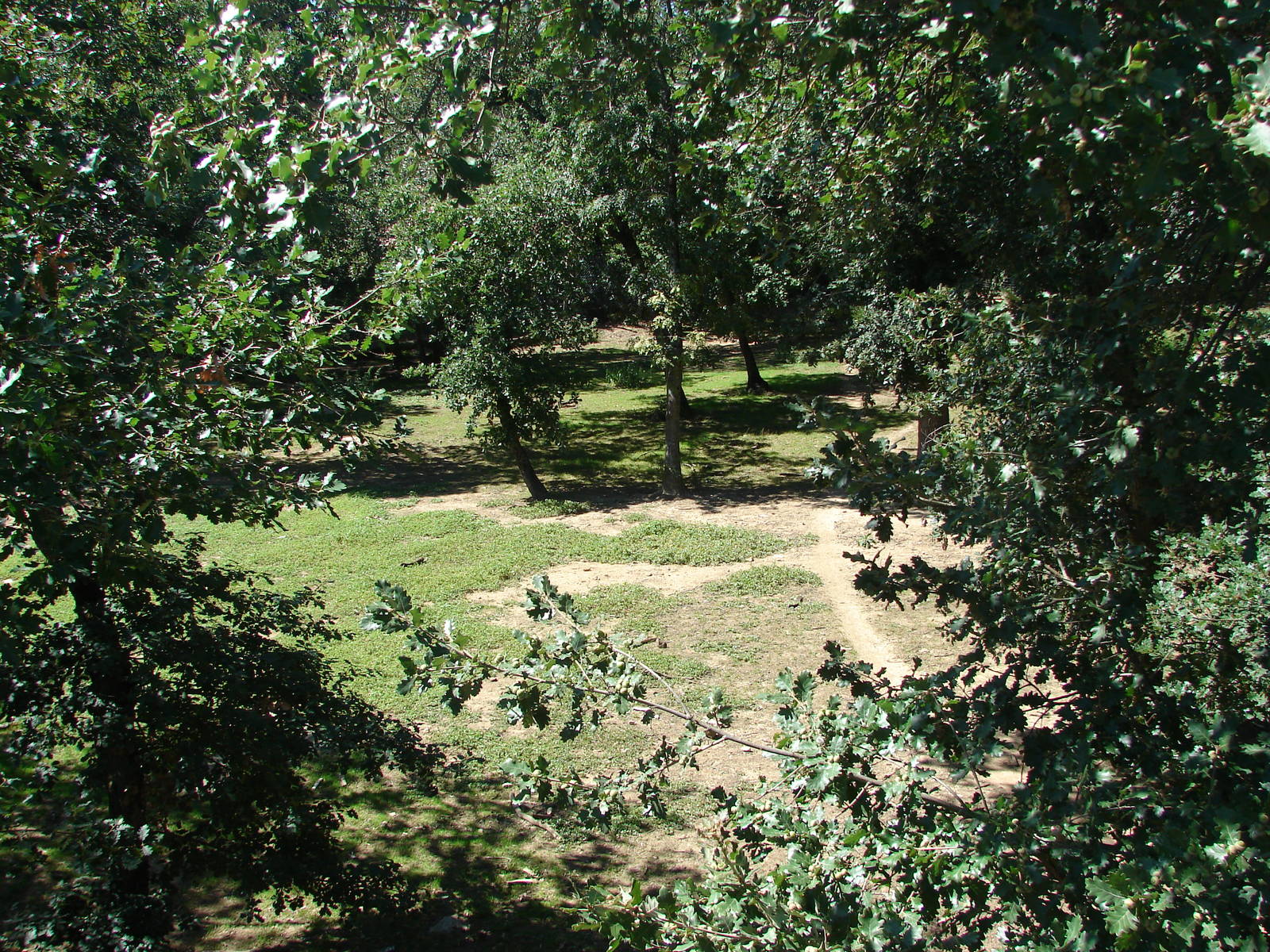 African wild dog exhibit
