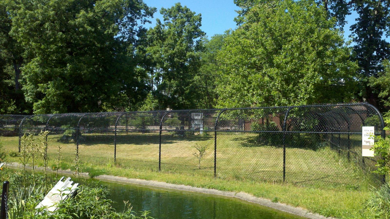 African Wild Dog Exhibit