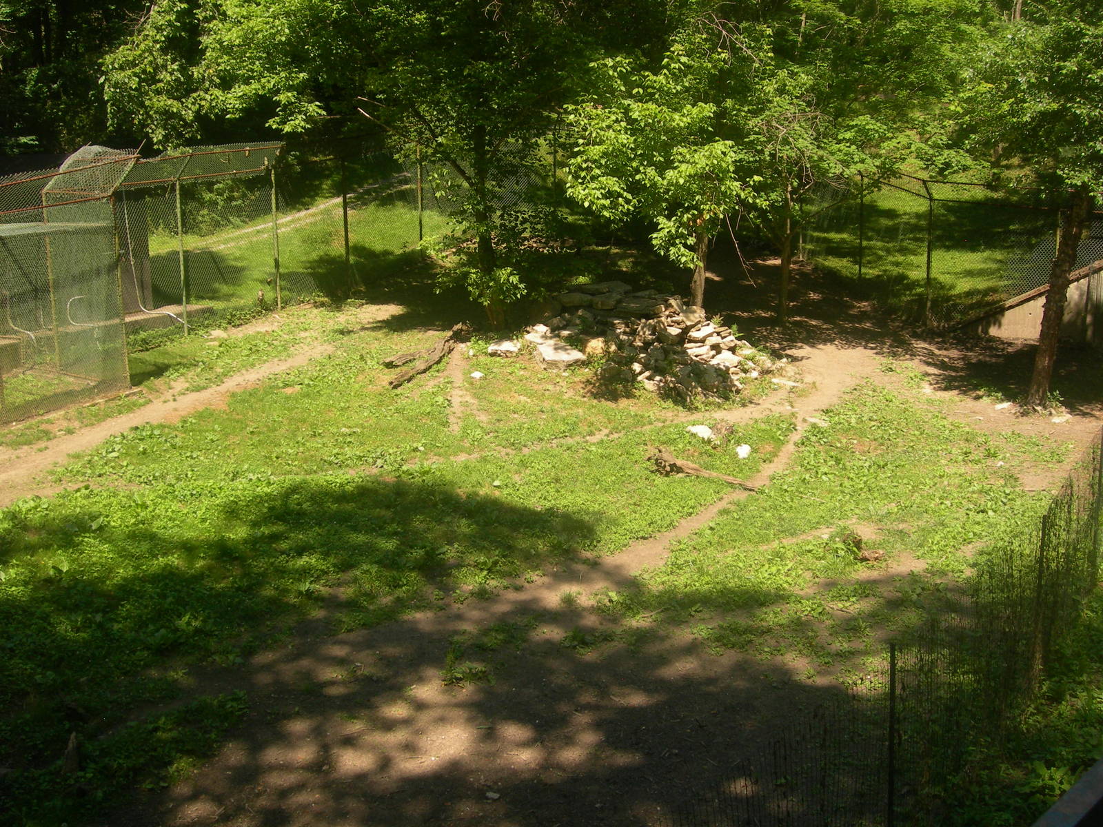 African Wild Dog Exhibit