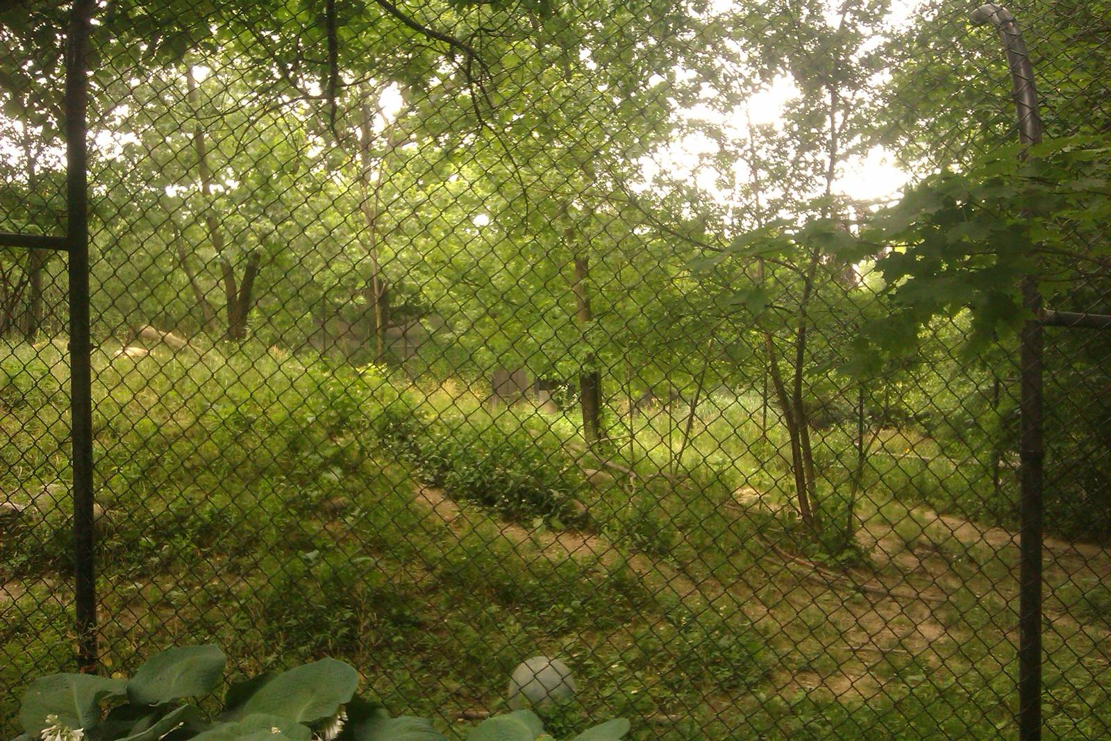 African Wild Dog Exhibit