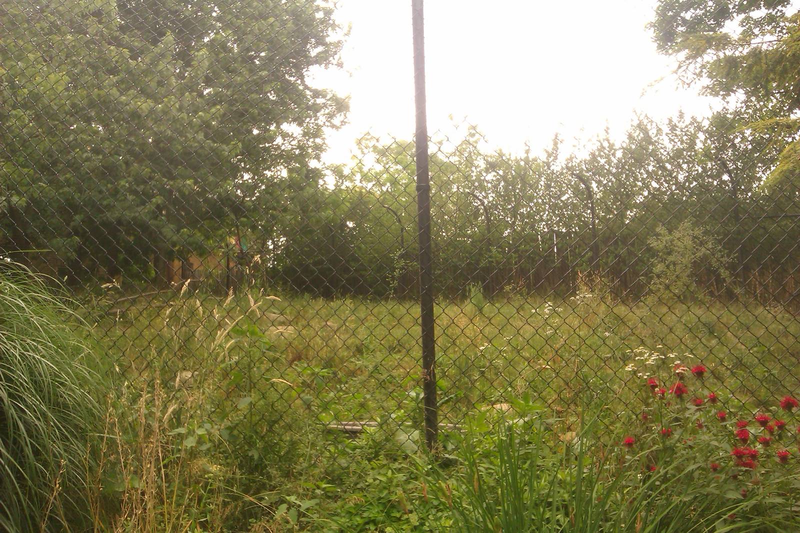 African Wild Dog Exhibit