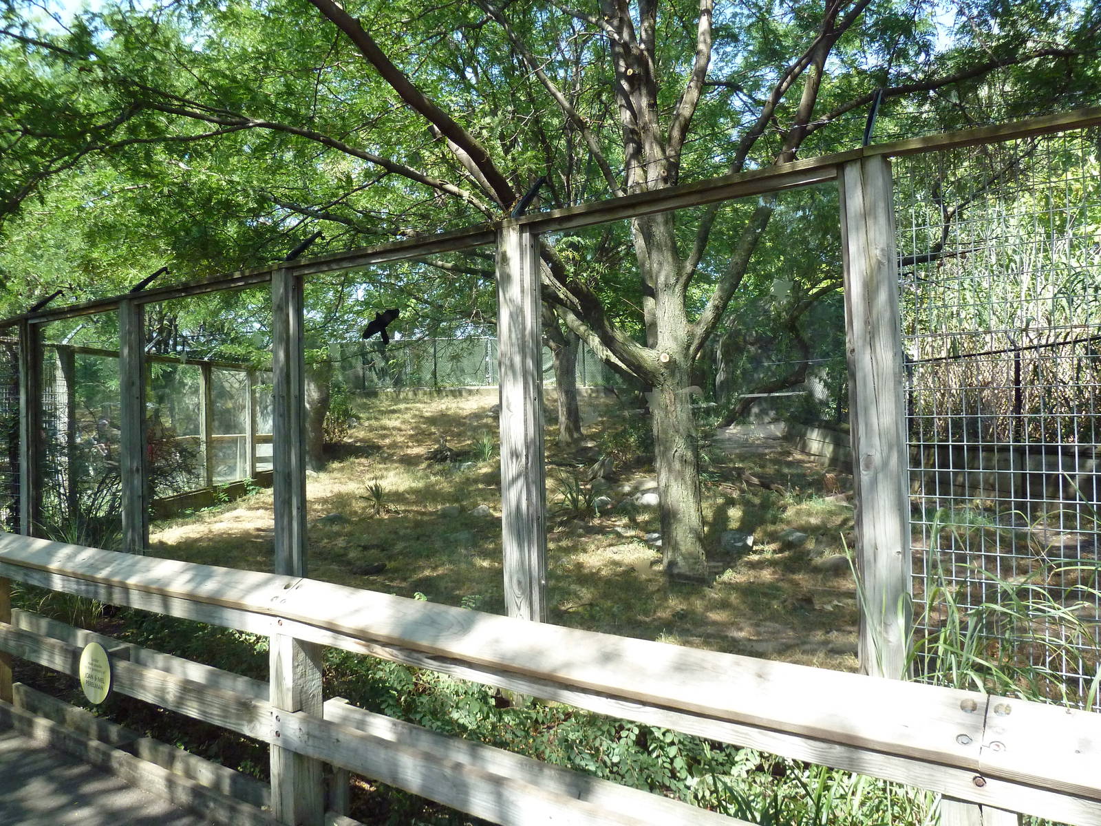 African Wild Dog Exhibit