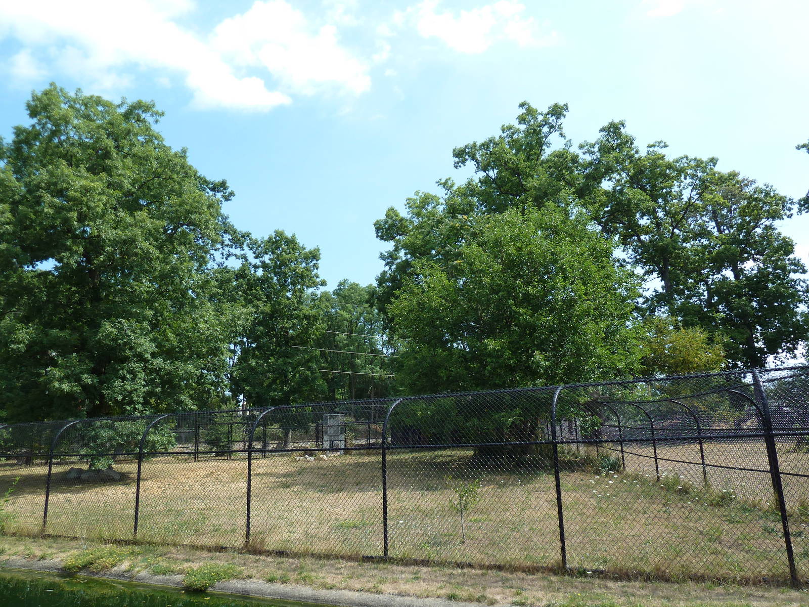 African Wild Dog Exhibit