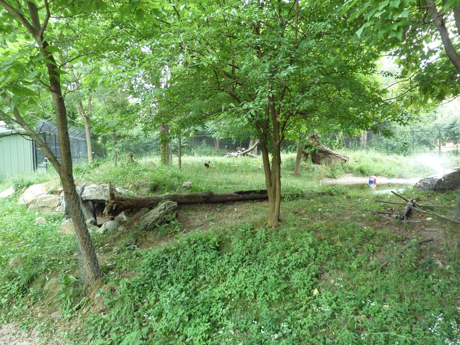 African Wild Dog Exhibit