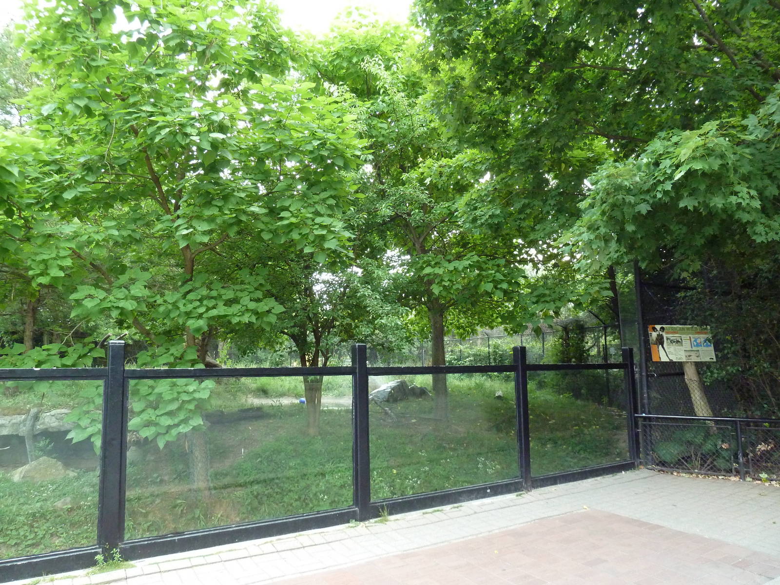 African Wild Dog Exhibit